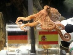 Del pulpo Paul a la inteligencia Artificial en los mundiales