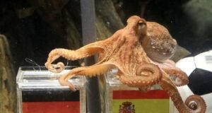 Del pulpo Paul a la inteligencia Artificial en los mundiales