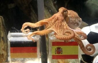 Del pulpo Paul a la inteligencia Artificial en los mundiales