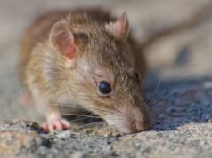 Casos positivos de leptospirosis superan el doble que en 2025