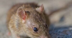 Casos positivos de leptospirosis superan el doble que en 2025