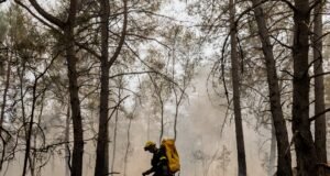 El fuego en el bosque de Fontainebleau arrasa ya más de 1.900 hectáreas