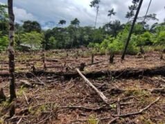 América Latina busca cero deforestación antes de 2030