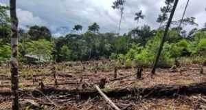 América Latina busca cero deforestación antes de 2030