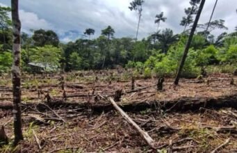América Latina busca cero deforestación antes de 2030