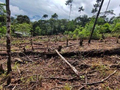 america-latina-busca-cero-deforestacion-antes-de-2030-db29e79f-focus-0-0-400-300