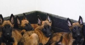 Sacrificio de 10,000 perro genera polémica en México