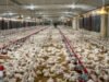 Aumento costos avicultura afecta producción en República Dominicana