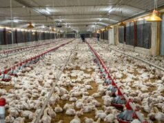 Aumento costos avicultura afecta producción en República Dominicana