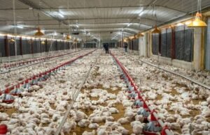 Aumento costos avicultura afecta producción en República Dominicana