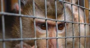 RD entre los países en que Interpol incautó más de 1,000 animales