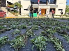 Decomisan 1,835 plantas de marihuana en Baní