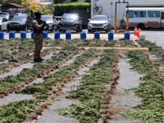 DNCD desmantela plantación de presunta marihuana en Ocoa