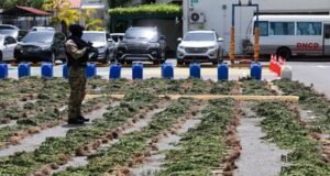 DNCD desmantela plantación de presunta marihuana en Ocoa