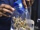 Regulación del consumo recreativo de cannabis en México