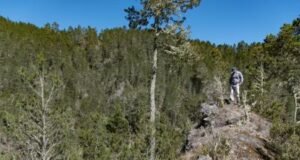 Dos hombres a prisión por devastar 30 tareas de tierra en Valle Nuevo