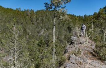 Dos hombres a prisión por devastar 30 tareas de tierra en Valle Nuevo
