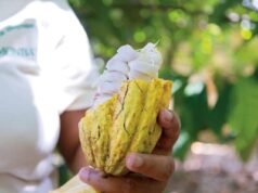 Cacao dominicano amplía su oferta de productos