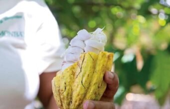 Cacao dominicano amplía su oferta de productos