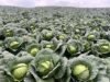 Intervención del Gobierno solicitada por agricultores de Constanza