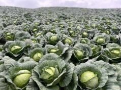 Intervención del Gobierno solicitada por agricultores de Constanza