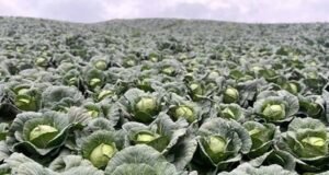 Intervención del Gobierno solicitada por agricultores de Constanza