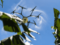 Sector agropecuario en República Dominicana pide tecnología y relevo
