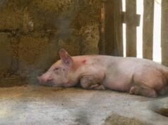 Embajada de EE. UU. en RD pide no viajar con productos porcinos