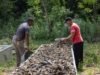 Pez diablo encuentra posible mercado en comunidad de Montecristi