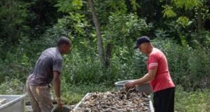 Pez diablo encuentra posible mercado en comunidad de Montecristi