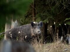 RD suspende importar productos del cerdo desde España por la PPA