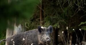 RD suspende importar productos del cerdo desde España por la PPA