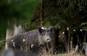 RD suspende importar productos del cerdo desde España por la PPA