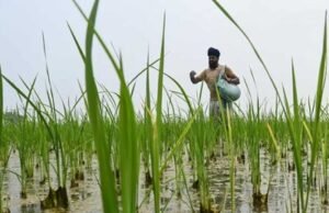 El subsidio a los fertilizantes en RD sube a RD$1,061 millones