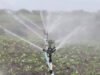 Sequía golpea al sector agropecuario en República Dominicana
