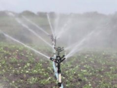 Sequía golpea al sector agropecuario en República Dominicana
