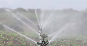 Sequía golpea al sector agropecuario en República Dominicana