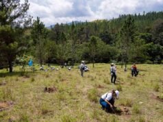 Voluntariado del Popular reforesta en comunidad de Mezquino