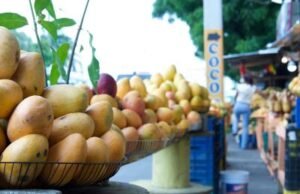 Agricultura adopta medidas para fortalecer exportaciones de mangos