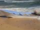 Naufragio en isla Mona deja migrantes rescatados y desaparecidos